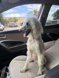 Found/Stray Female Dog last seen Schultz Ln, Pflugerville, TX 78664
