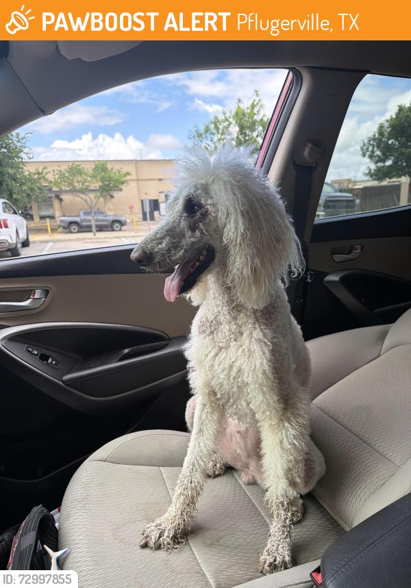 Found/Stray Female Dog last seen Schultz Ln, Pflugerville, TX 78664
