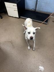 Shelter Stray Female Dog last seen Near Crossvale Road 30038, 30038, GA, 3280 Chamblee Dunwoody Rd, Chamblee, GA 30341, USA