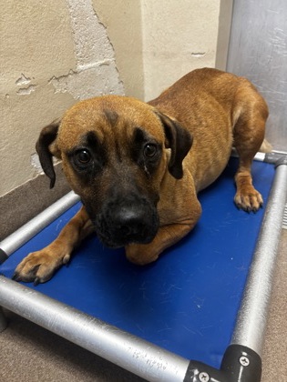 Shelter Stray Female Dog last seen Near Williamsburg Dr Decatur, 30034, 30034, GA, 3280 Chamblee Dunwoody Rd, Chamblee, GA 30341, USA