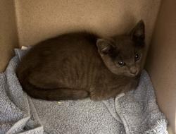 Shelter Stray Female Cat last seen Near Cartecay Dr NE, Atlanta, GA 30319, 30319, GA, 3280 Chamblee Dunwoody Rd, Chamblee, GA 30341, USA