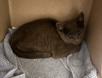 Shelter Stray Female Cat last seen Near Cartecay Dr NE, Atlanta, GA 30319, 30319, GA, 3280 Chamblee Dunwoody Rd, Chamblee, GA 30341, USA