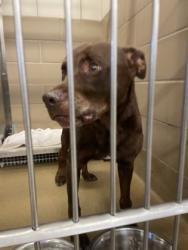 Shelter Stray Male Dog last seen Near W Lanett Dr, Desoto, TX, 1150 E Pleasant Run Rd, Cedar Hill, TX 75104, USA