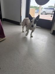 Shelter Stray Male Dog last seen 67, City of Alvarado, TX, 602 S Pkwy Dr, Alvarado, TX 76009, USA