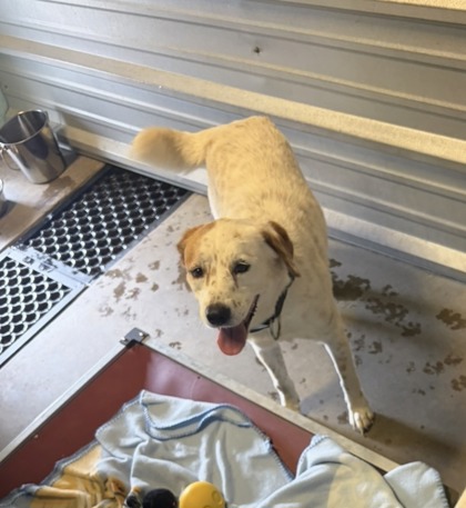 Shelter Stray Female Dog last seen 67, City of Alvarado, TX, 602 S Pkwy Dr, Alvarado, TX 76009, USA