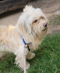 Found/Stray Male Dog last seen Interstate 35 & Walnut Hill Ln, Dallas, TX 75229