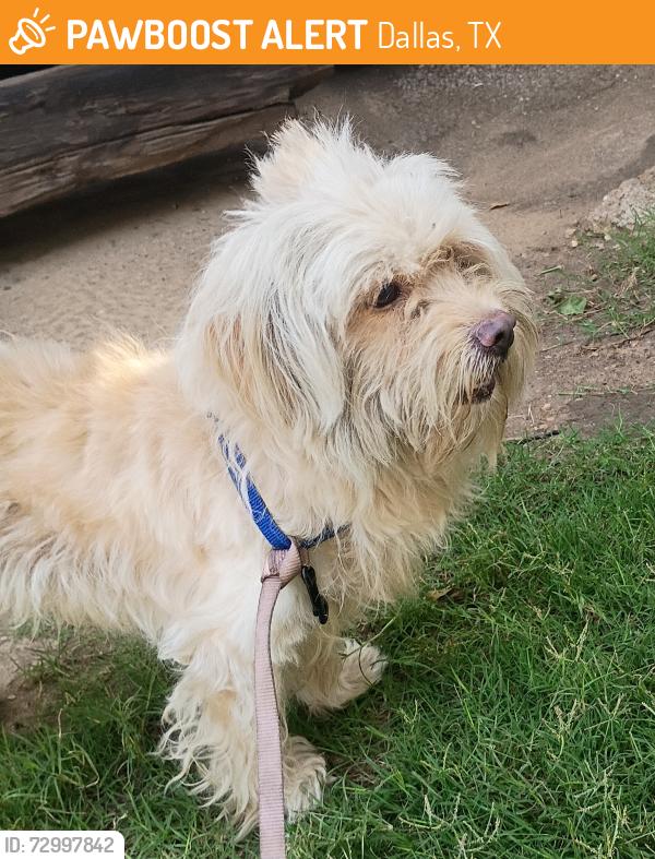 Found/Stray Male Dog last seen Interstate 35 & Walnut Hill Ln, Dallas, TX 75229