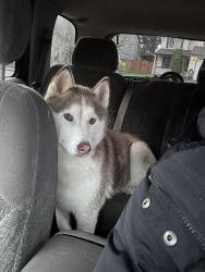 Reunited Female Dog last seen N.e. 32nd st and n.e. 166th place, Vancouver, WA 98682