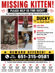 Lost Female Cat last seen 8th Ave S and Popular St in SSP, South Saint Paul, MN 55075