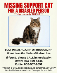 Lost Female Cat last seen Bridge Street , Nashua, NH 03060