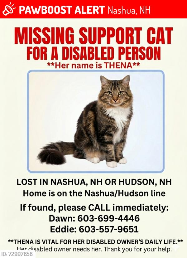 Lost Female Cat last seen Bridge Street , Nashua, NH 03060