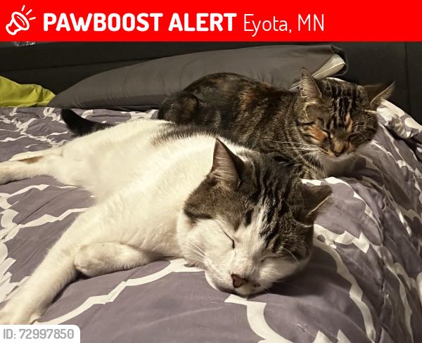 Lost Female Cat last seen Jefferson Ave & Robert Ave in Eyota, Eyota, MN 55934