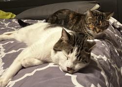 Lost Female Cat last seen Jefferson Ave & Robert Ave in Eyota, Eyota, MN 55934
