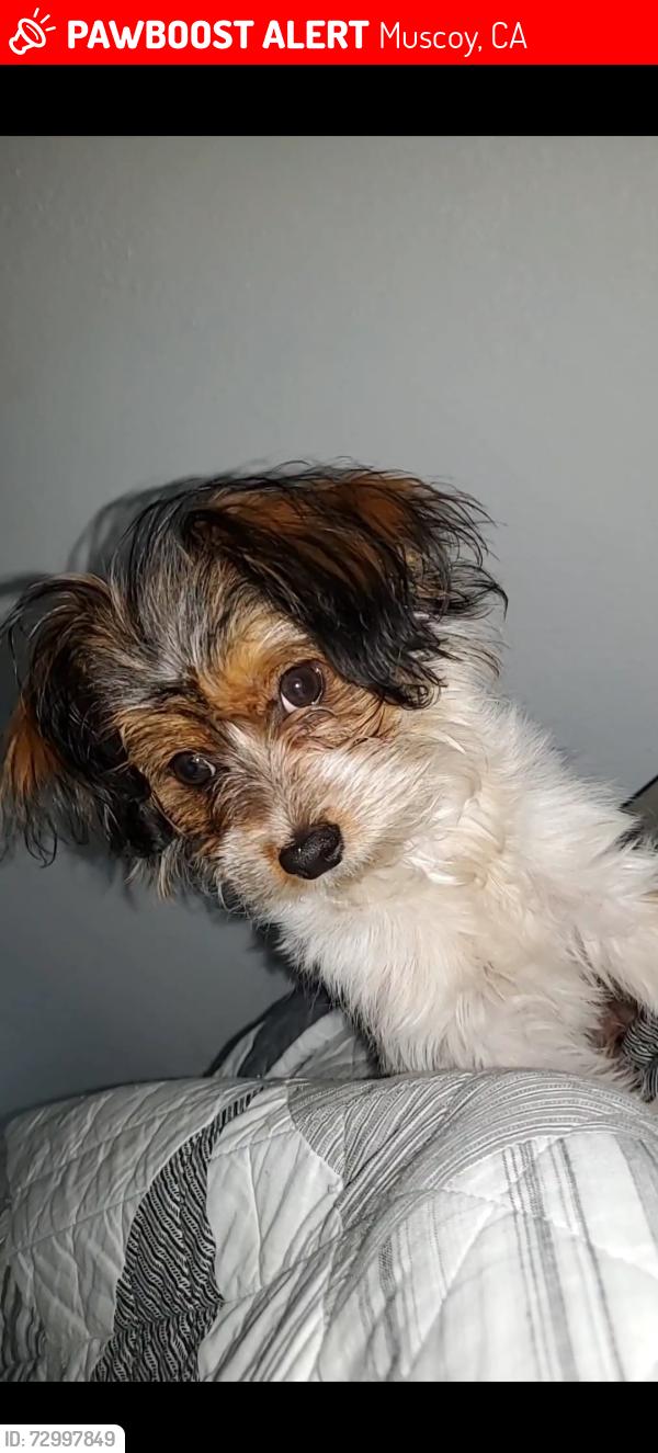 Lost Female Dog last seen Near Duffy st, Muscoy, CA 92407