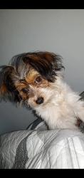 Lost Female Dog last seen Near Duffy st, Muscoy, CA 92407
