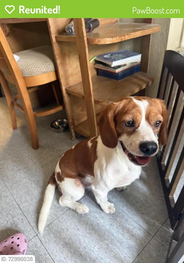 Reunited Male Dog last seen N Meadows Dr, Austin, TX 78758