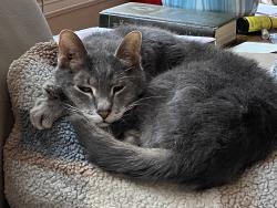 Reunited Male Cat last seen Pickering Ln, Pearland, TX 77584, USA, Pearland, TX 77584