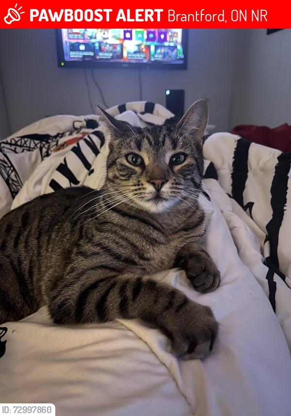 Lost Female Cat last seen Memorial Drive and surrounding area, Brantford, ON N3R