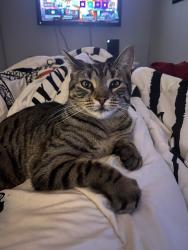 Lost Female Cat last seen Memorial Drive and surrounding area, Brantford, ON N3R