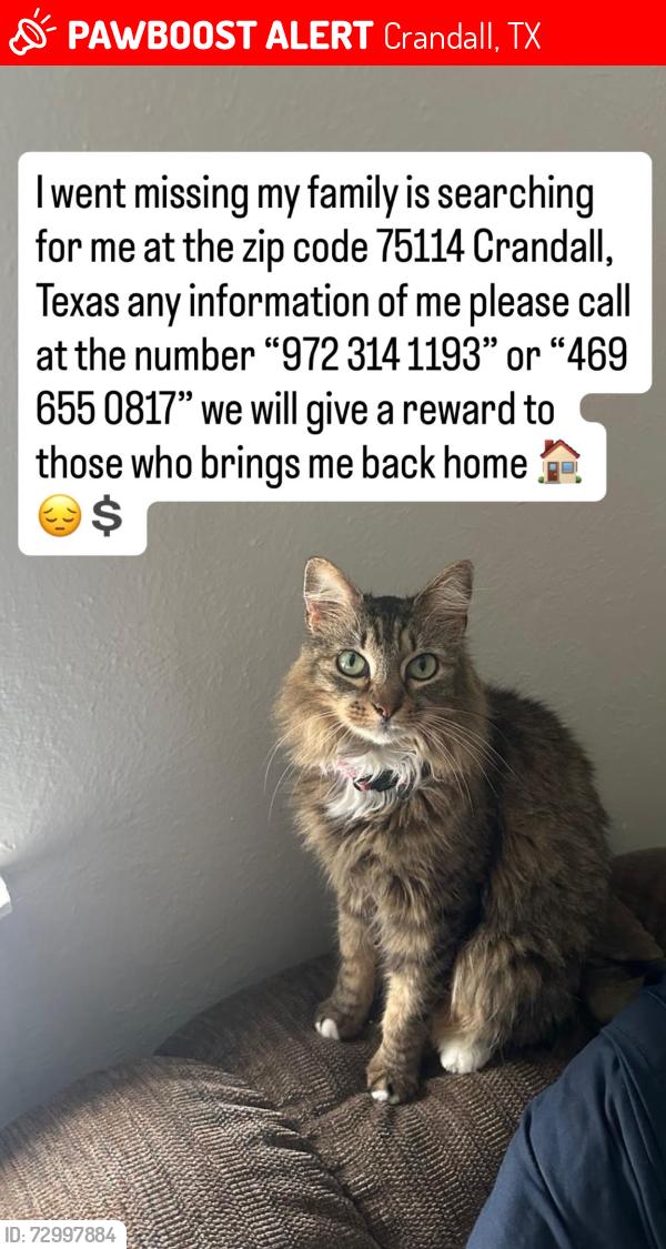 Lost Female Cat last seen Casas , Crandall, TX 75114