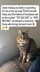 Lost Female Cat last seen Casas , Crandall, TX 75114