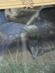 Found/Stray Unknown Cat last seen 4th and Montano, Albuquerque, NM 87107