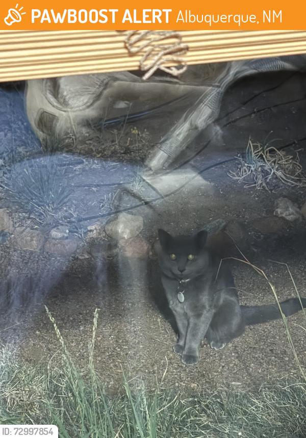 Found/Stray Unknown Cat last seen 4th and Montano, Albuquerque, NM 87107