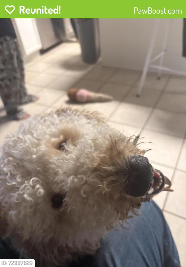 Reunited Male Dog last seen Near Bagley Garden CT, Katy, TX 77449