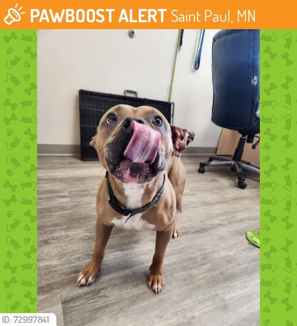 Found/Stray Male Dog last seen Corner of Barclay St and Prosperity Ave, Saint Paul, MN 55106