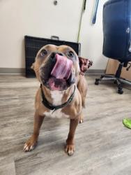 Found/Stray Male Dog last seen Corner of Barclay St and Prosperity Ave, Saint Paul, MN 55106
