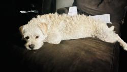 Lost Female Dog last seen Dillon ave 89030, North Las Vegas, NV 89030