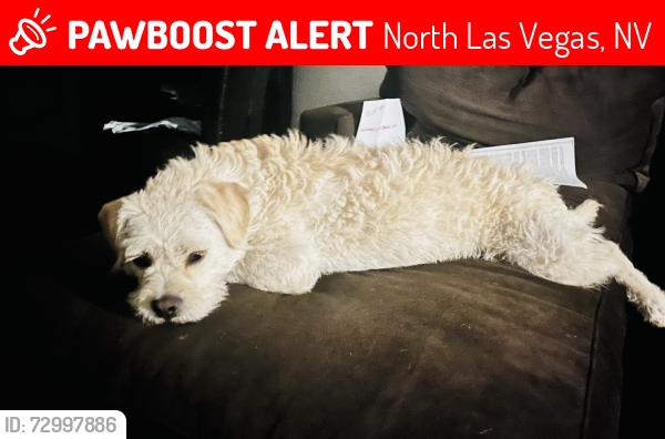 Lost Female Dog last seen Dillon ave 89030, North Las Vegas, NV 89030