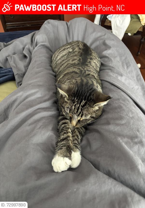 Lost Male Cat last seen Wexford, High Point, NC 27265