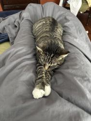 Lost Male Cat last seen Wexford, High Point, NC 27265