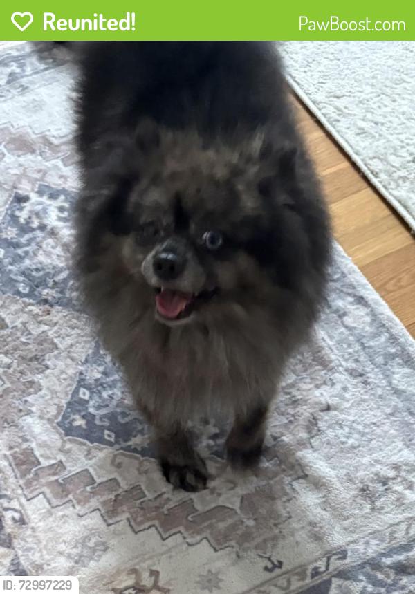 Reunited Male Dog last seen Wilbur Ave. Cranston , Cranston, RI 02920