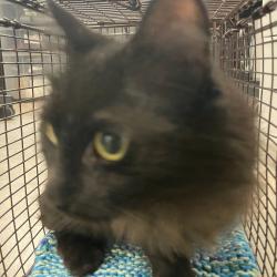 Shelter Stray Unknown Cat last seen Near Valdez Drive, DES MOINES, IA, 50310, Des Moines, IA 50313