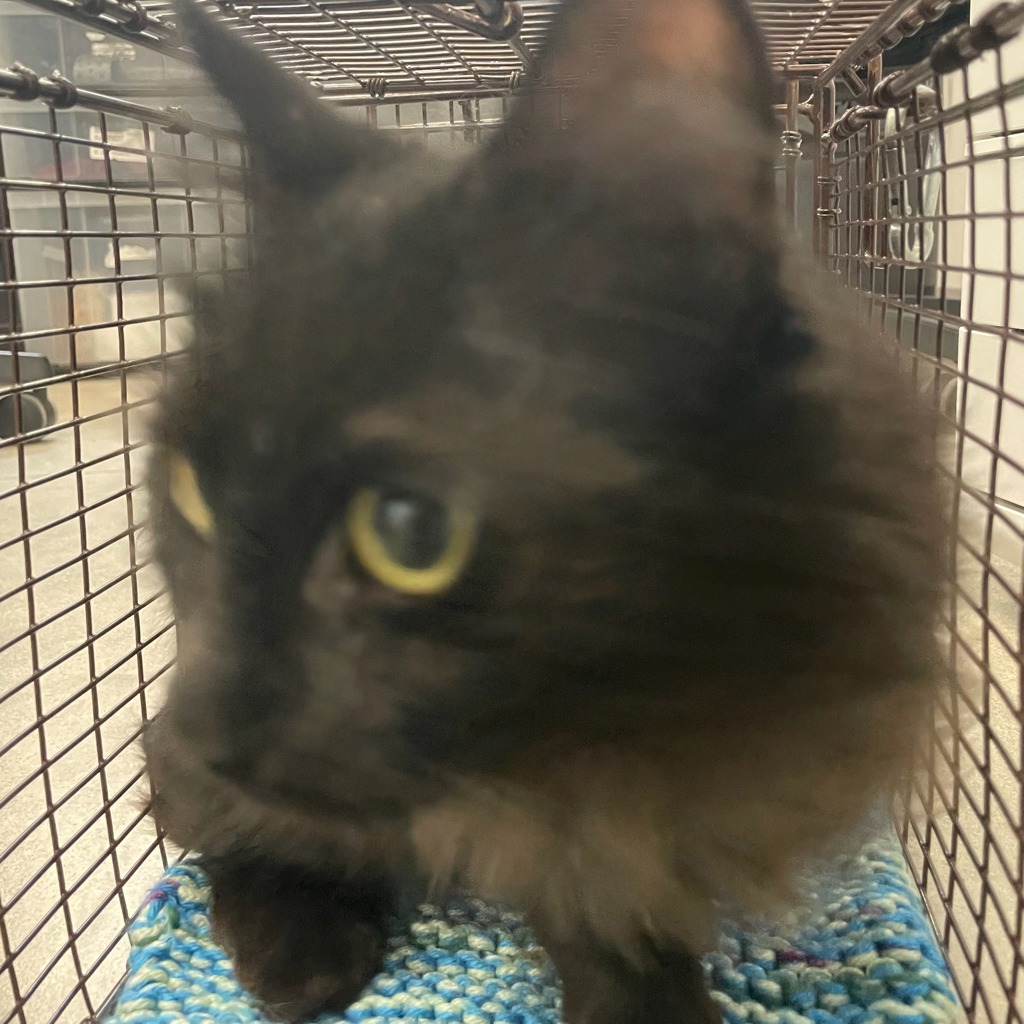 Shelter Stray Unknown Cat last seen Near Valdez Drive, DES MOINES, IA, 50310, Des Moines, IA 50313