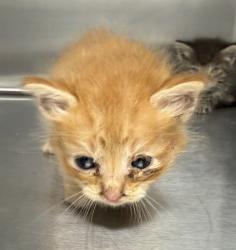 Shelter Stray Female Cat last seen Near Guilbeau Road, LAFAYETTE, LA, 70506, 410 Dugas Rd, Lafayette, LA 70507, USA