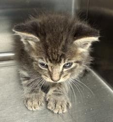 Shelter Stray Female Cat last seen Near Guilbeau Road, LAFAYETTE, LA, 70506, 410 Dugas Rd, Lafayette, LA 70507, USA
