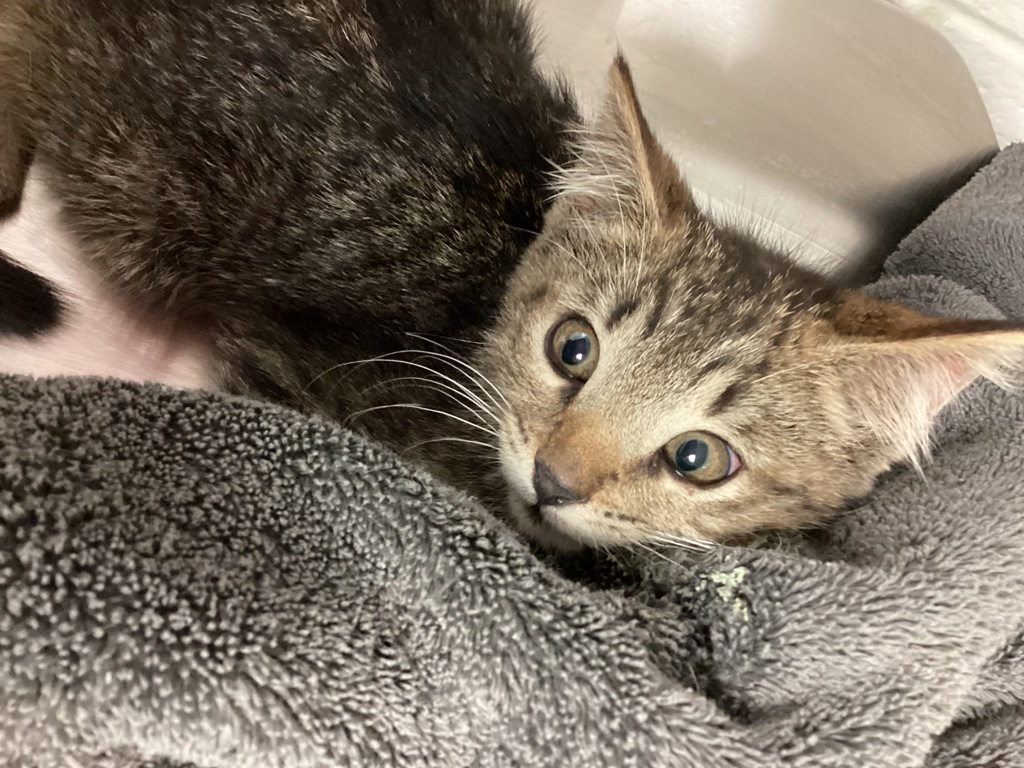 Shelter Stray Male Cat last seen Near Grandover Drive, RALEIGH, NC, 27610, 820 Beacon Lake Dr, Raleigh, NC 27610, USA