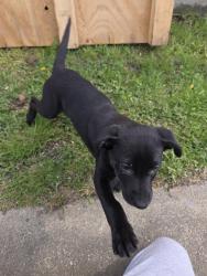 Lost Female Dog last seen 22nd st & 45th ave, Kenosha, WI 53140