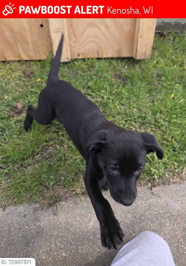 Lost Female Dog last seen 22nd st & 45th ave, Kenosha, WI 53140