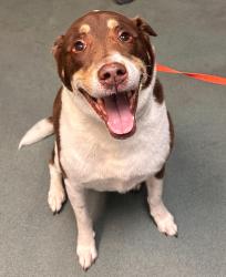 Shelter Stray Male Dog last seen Chapel Hill Road, RALEIGH, NC, 27607, 820 Beacon Lake Dr, Raleigh, NC 27610, USA
