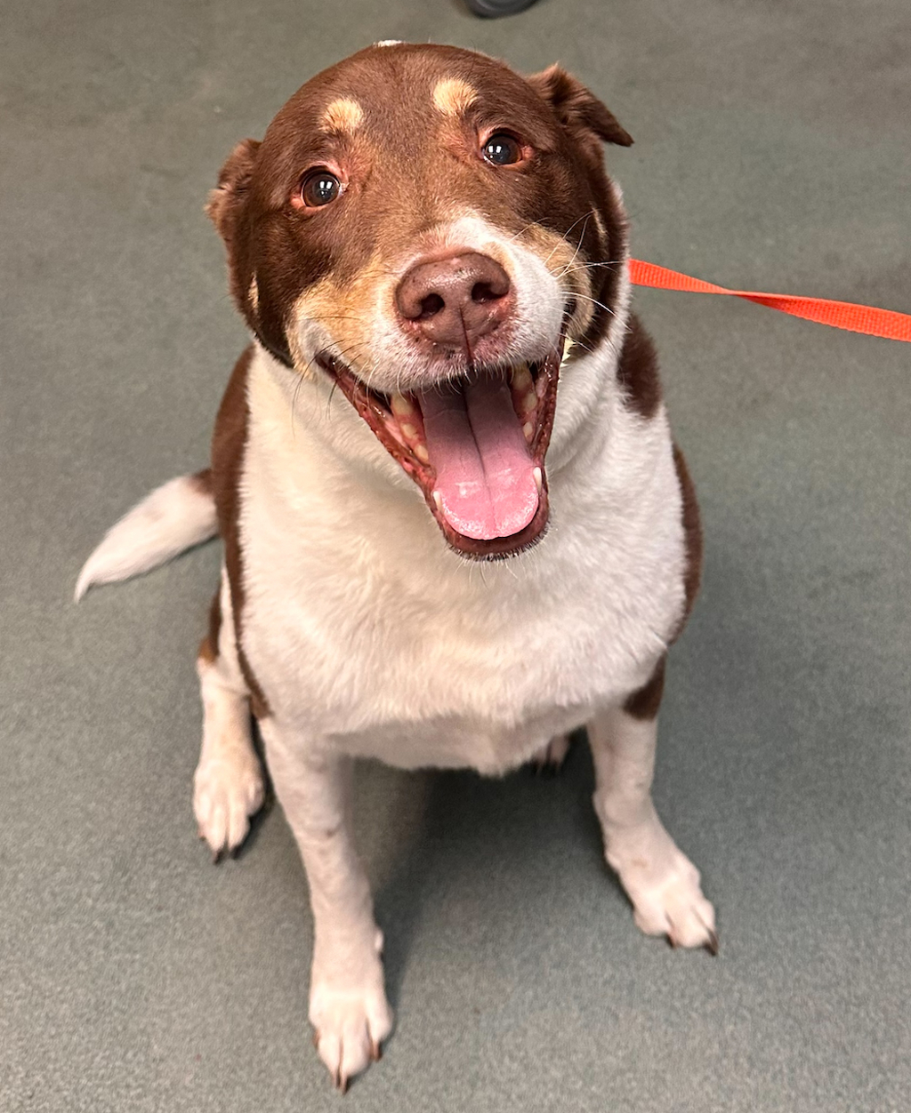 Shelter Stray Male Dog last seen Chapel Hill Road, RALEIGH, NC, 27607, 820 Beacon Lake Dr, Raleigh, NC 27610, USA