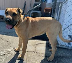 Found/Stray Female Dog last seen Torrance Memorial Medical Center, Torrance, CA 90505