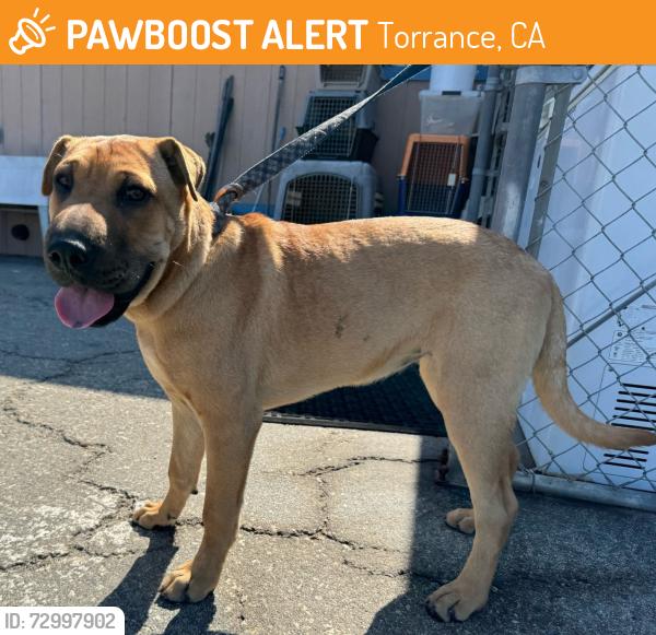 Found/Stray Female Dog last seen Torrance Memorial Medical Center, Torrance, CA 90505