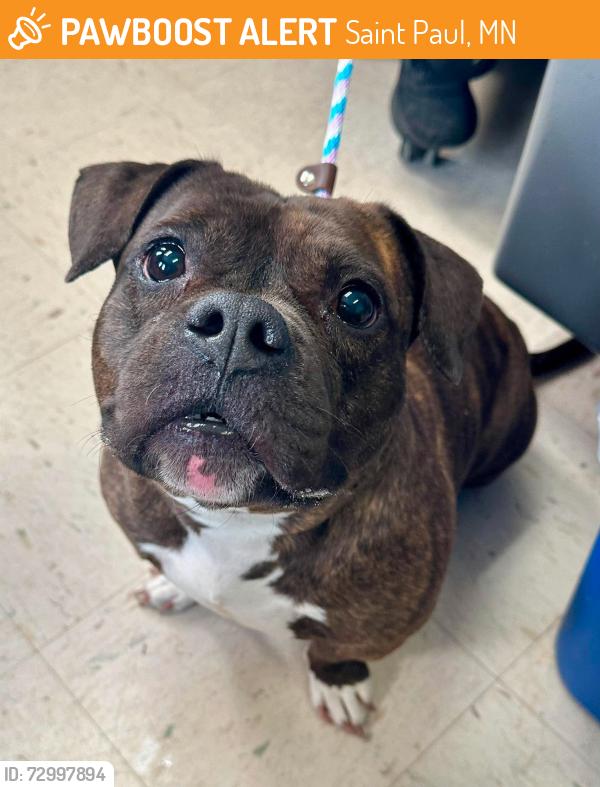 Found/Stray Female Dog last seen University and Marion, Saint Paul, MN 55103