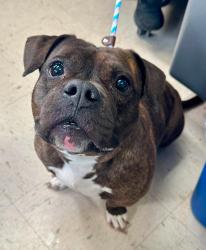 Found/Stray Female Dog last seen University and Marion, Saint Paul, MN 55103
