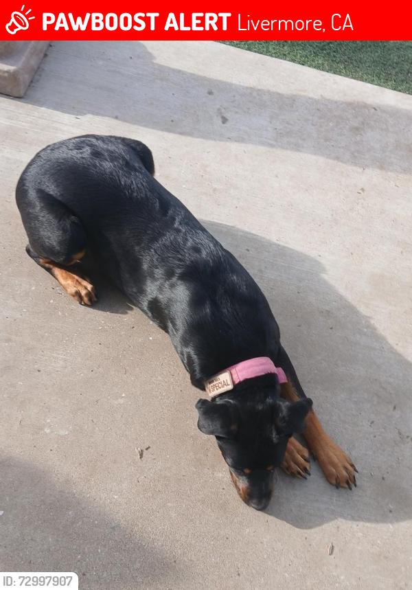 Lost Female Dog last seen Olavina vae, Livermore, CA 94551