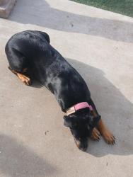 Lost Female Dog last seen Olavina vae, Livermore, CA 94551